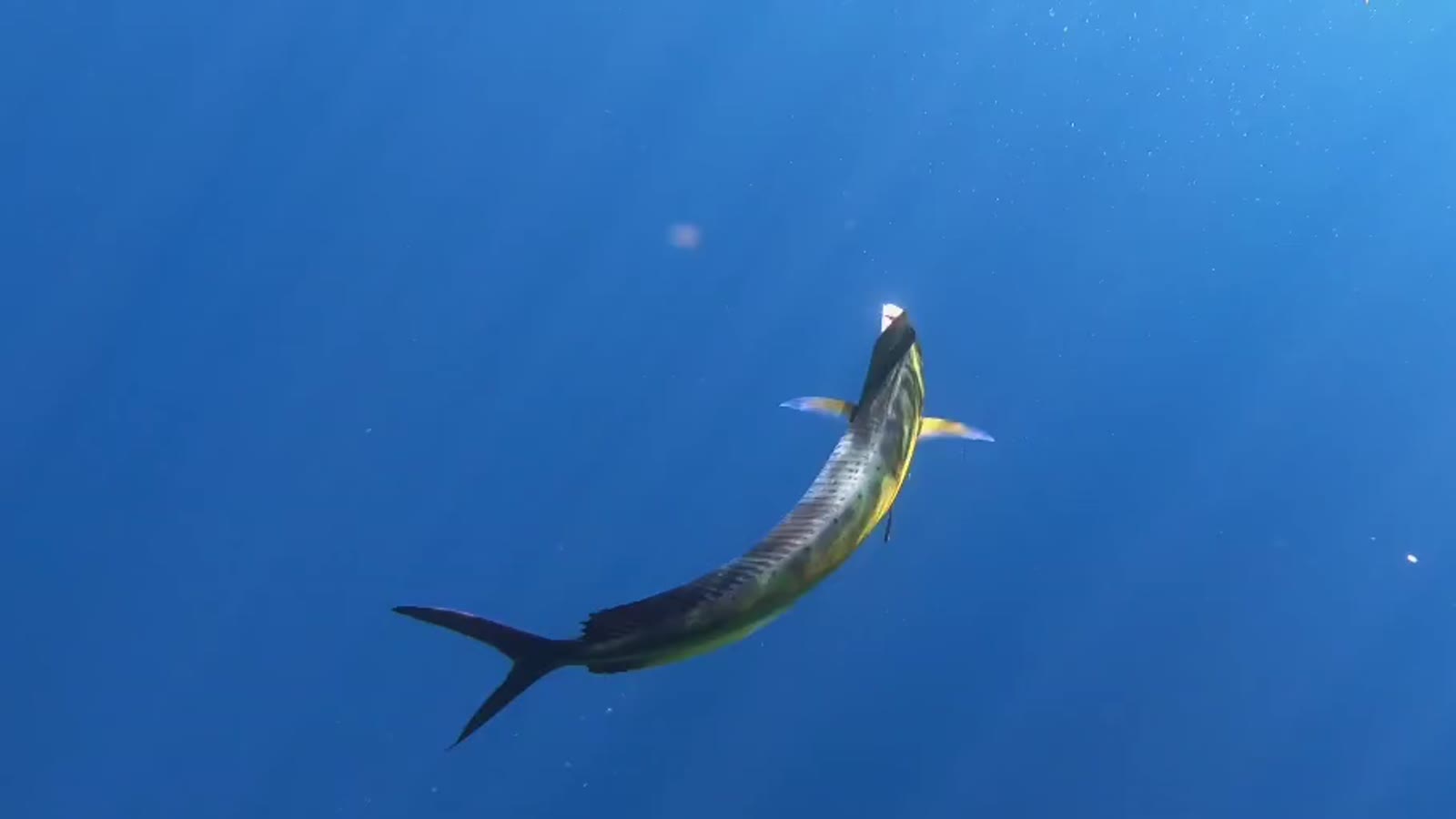 Striped marlin underwater