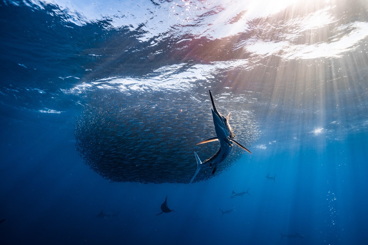 Striped marlin hunting beside a sardine bait ball beneath sun rays
